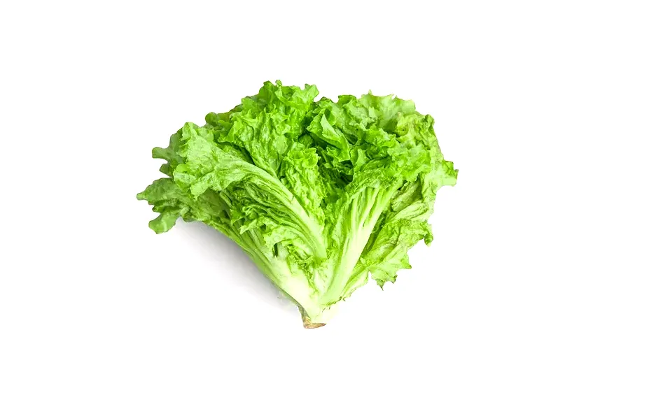 Lechuga