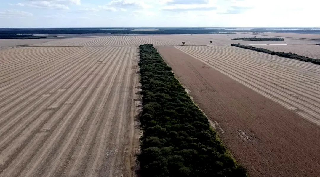 Deforestación. Ley de Bosques.
