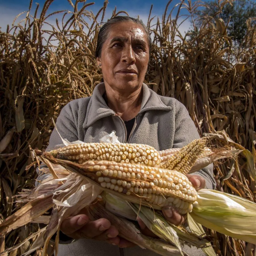 Maiz Mexicano Maiz Mexicano